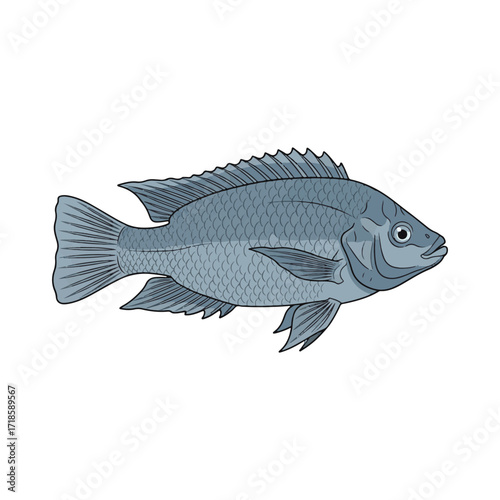 
tilapia fish illustration design