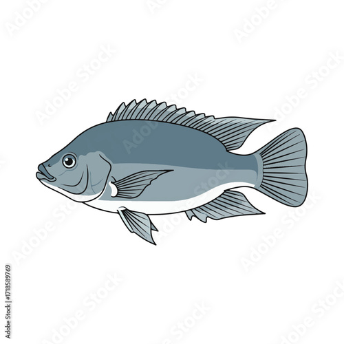 
tilapia fish illustration design