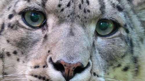 Snow Leopard (Panthera uncia) 120fps Slow Motion 4K Footage in Rocky Mountain Habitat. Snow Leopard Wildlife Nature Scene in Khunjerab, Himalayas Pakistan. Snow Leopard Sitting on Rocks in Winter Snow