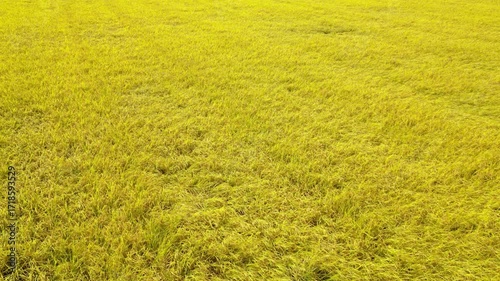 Flying through drone animation on Japanese rice field in the harvest season created by 3D modeling.