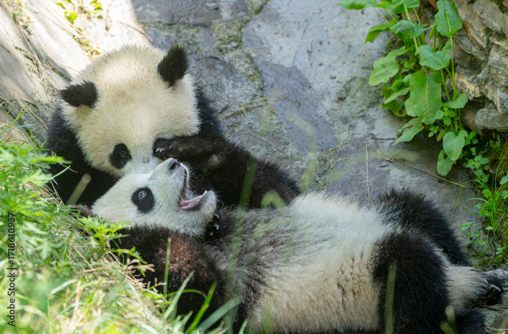 Fototapeta premium two giant panda playing outdoor in the zoo