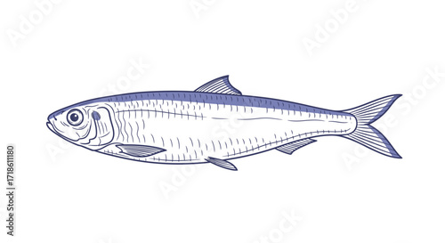 Detailed line drawing of a single sardine fish, perfect for culinary or educational content highlighting seafood and ocean life.