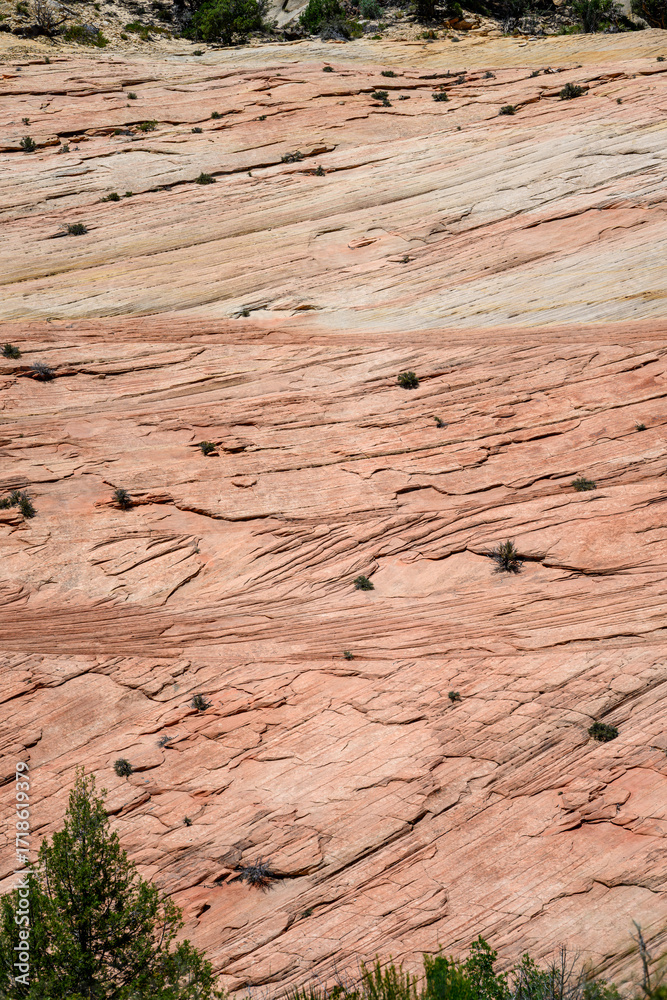 Fototapeta premium Patterns in white and orange sandstone rock cliff wall with small plants growing in challenging location, sunny summer day, Zion National Park, Utah