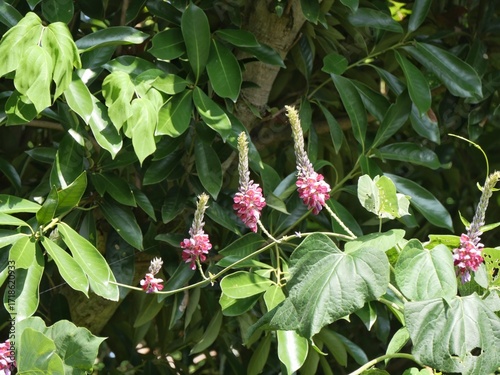 公園で葛の花が咲いている