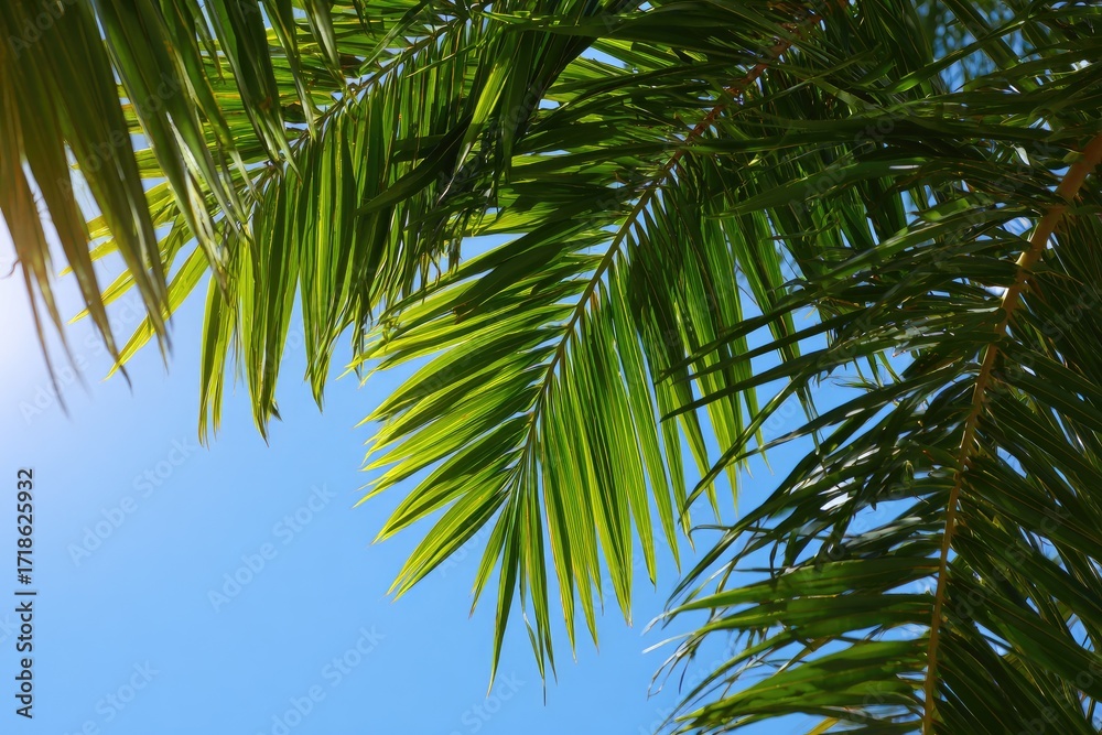 Fototapeta premium Palm fronds against a clear sky
