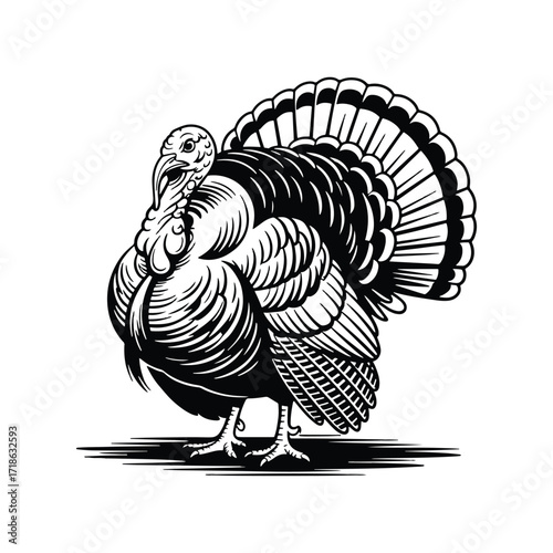 Black and white illustration of a turkey with fanned tail