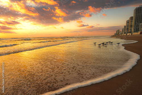 Laughing gulls in front of a Colorful Beach Sunrise in Daytona Beach, Florida