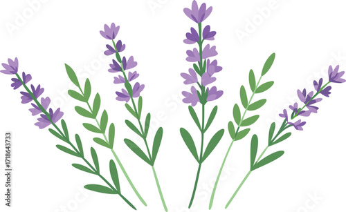 Lavender flowers arranged on a white background, showcasing their delicate purple hues and fine details.