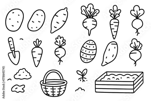 Root Vegetables Doodle. Hand-drawn doodle illustration tuber potato, sweet potato, yam, beet, carrot, radish, parsnip, turnip,