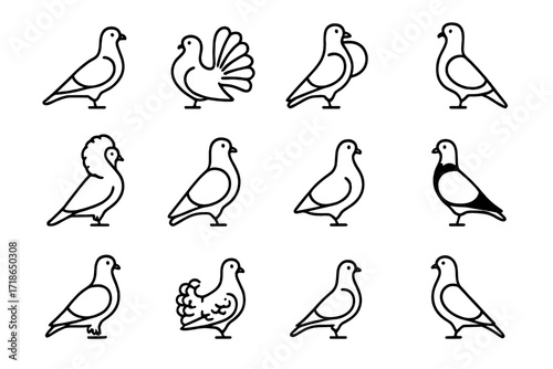 Pigeon Breed Icons. Pigeon breeds. Line icon set of pigeon breeds: homing pigeon, fantail, tumbler, pouter, jacobin, king pigeon, modena, nun pigeon,