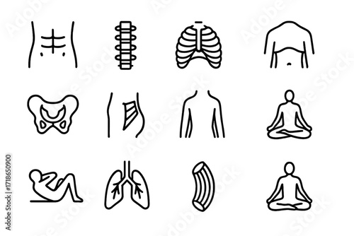 Core Anatomy Icons. Core anatomy. Line icon set of core anatomy: abs, spine, ribcage, diaphragm, pelvis, oblique muscle, lower