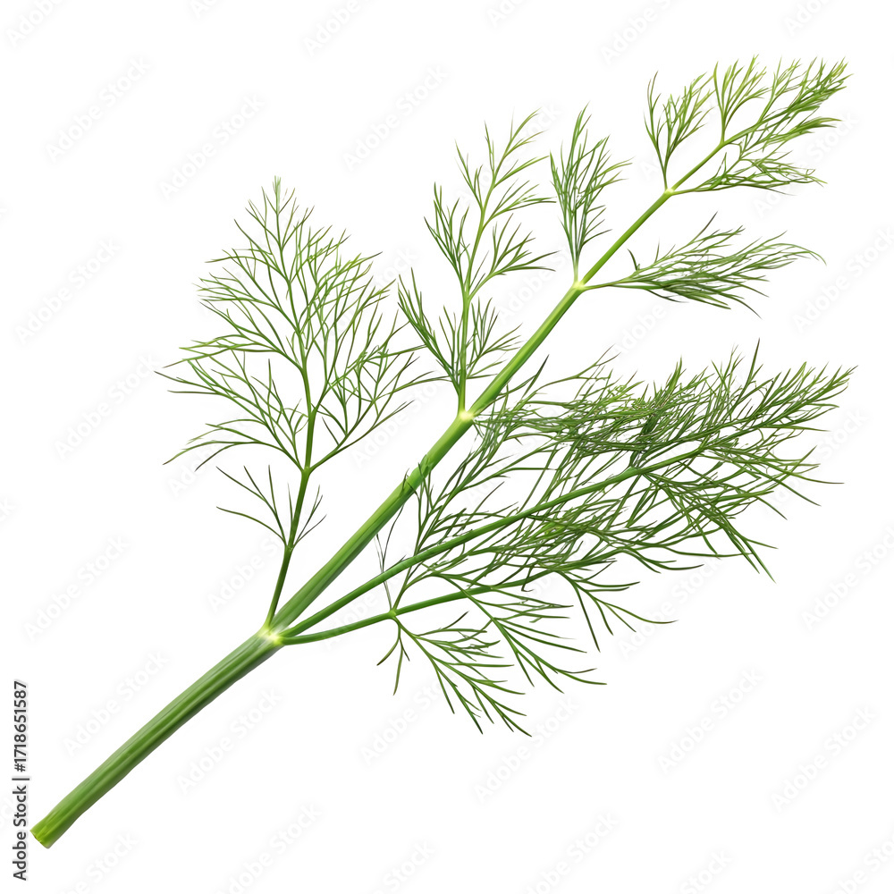 Naklejka premium Fresh dill isolated on transparent background, an aromatic herb for cooking and garnish