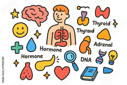 Endocrine System Doodles. Colorful Hand-drawn doodle Children illustration Endocrine system brain, pituitary gland, thyroid, adrenal gland, pancreas, hormone