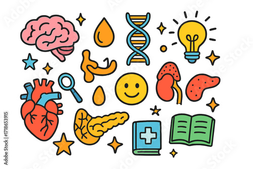 Endocrine System Doodles. Colorful Hand-drawn doodle Children illustration Endocrine system brain, pituitary gland, thyroid, adrenal gland, pancreas, hormone
