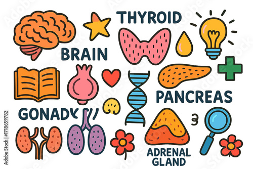 Endocrine System Doodles. Colorful Hand-drawn doodle Children illustration Endocrine organs brain, thyroid, pituitary, pancreas, adrenal gland, gonads, DNA