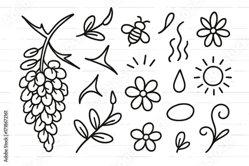 Acacia Flower Doodle. Hand-drawn doodle illustration Acacia flowers and thorns flower cluster, petal detail, thorn curve, bud, branch tip, insect icon, line