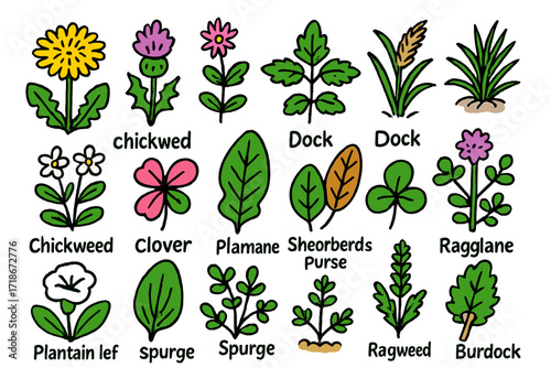 Doodle Garden Weeds. Colorful Hand-drawn doodle Children illustration Garden weeds dandelion, thistle, nettle, crabgrass, chickweed, clover, dock leaf,