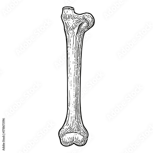 Hand Bone
