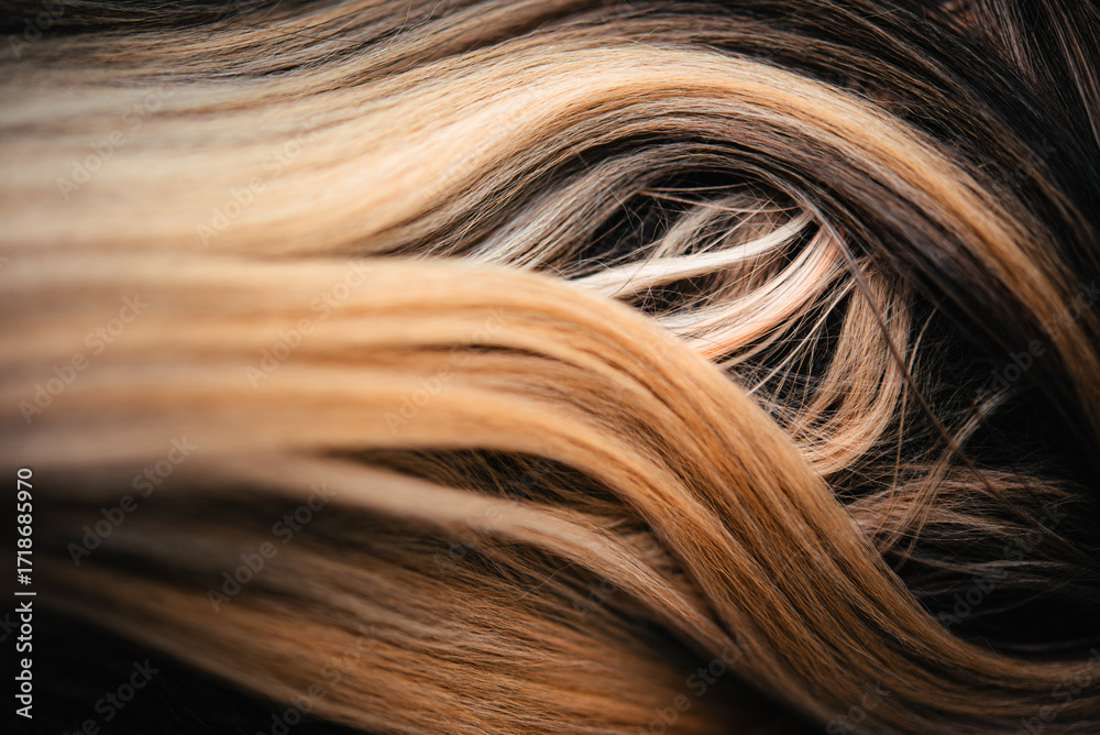 Naklejka premium Close-up of a Saluki dog with grizzle coat, silky ear fringe forming curved overlapping layers, detailed texture with natural shine.