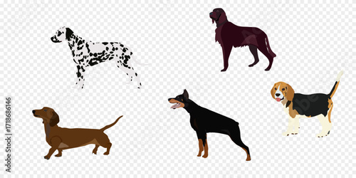 Cartoon dog pets. Cute little puppies, adorable dogs with different breeds and sizes. Home funny animals characters with happy muzzles. Dachshund, shepherd, Jack Russell. Vector set.