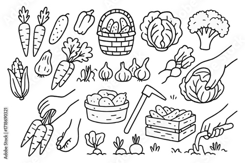 Vegetable Harvest Doodles. Vegetable harvest. Hand-drawn doodle illustration vegetable harvest carrots, cucumbers, peppers, lettuce, broccoli, cabbage, corn,
