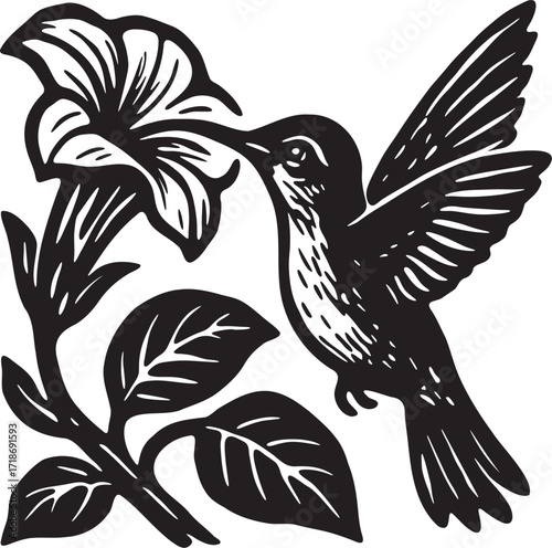 Hummingbird hovering over trumpet flower linocut engraving bird black and white vector art illustration woodblock style