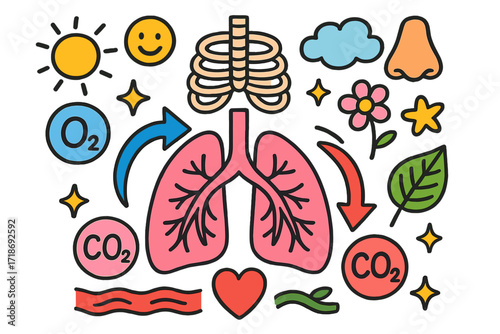 Lungs Oxygen Exchange Doodle. Colorful Hand-drawn doodle Children illustration Oxygen Exchange lungs, oxygen bubble, carbon dioxide bubble, arrows, blood