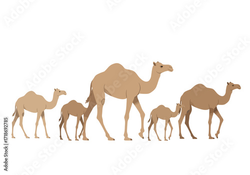 A caravan of camels walks in a line consisting of two parents and three young camels