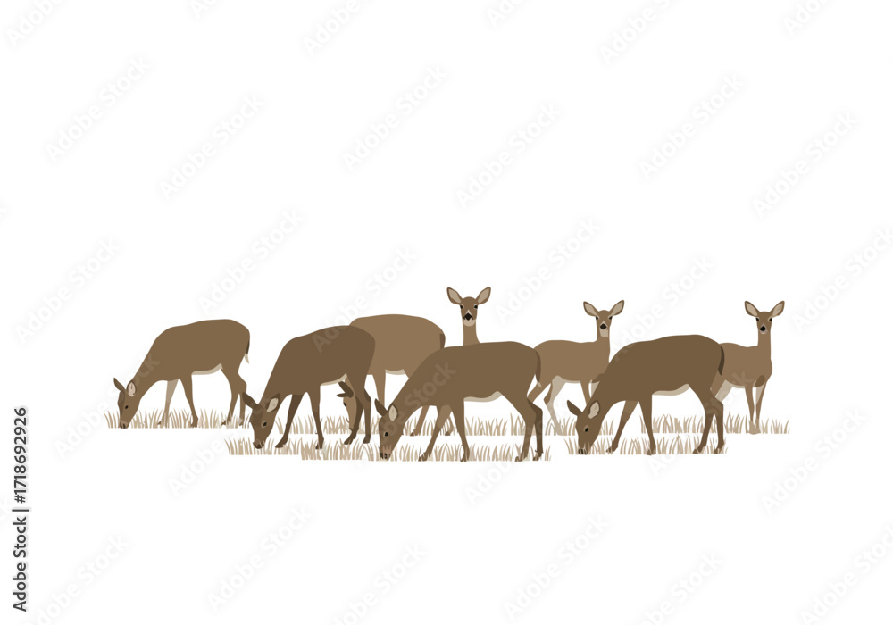 Obraz premium A herd of brown deer graze on grass some looking up against a white background