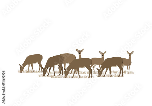 A herd of brown deer graze on grass some looking up against a white background