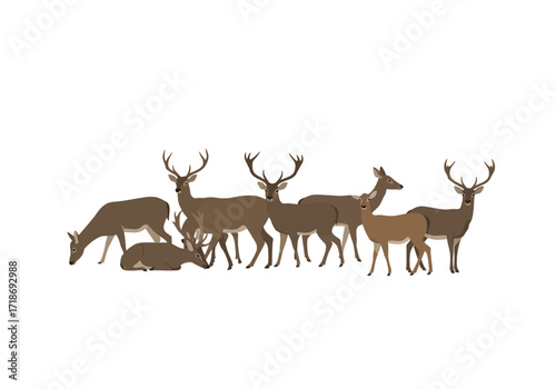 A herd of brown deer with varying antler sizes stand together on a white background