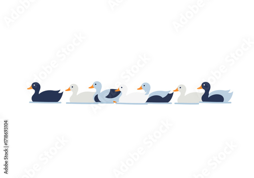 Ducks of varying colors swim in a line some appear black others white blue