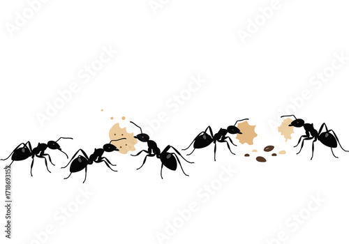 Five black ants are working together to carry a cookie