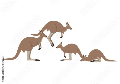 Four kangaroos are depicted in a simple illustrative style on a white background