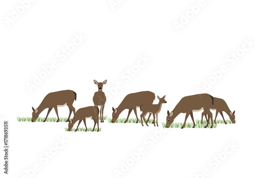 Seven brown deer grazing on green grass One deer stands upright looking forward