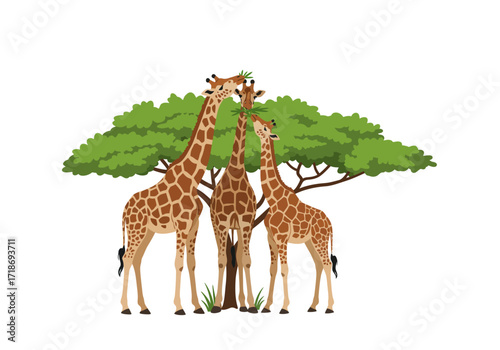Three giraffes eating leaves from a tree on a white background