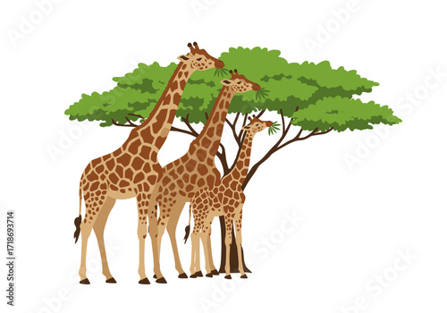 Three giraffes eating from a tree brown bodies with dark brown spots