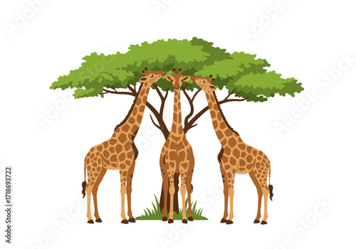 Three giraffes stand eating leaves from a tree
