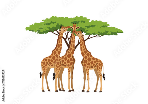 Three giraffes under a tree necks converging near the foliage