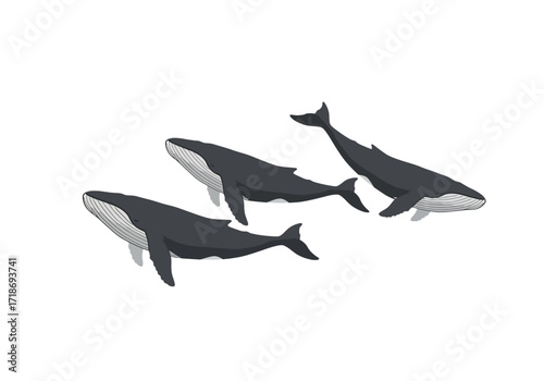 Three grey whales swimming in a white background