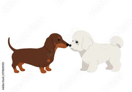 Two dogs touching noses a brown dachshund and a white bichon frise are the main subjects of this image