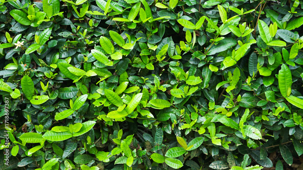 Fototapeta premium Tree Leaves on Branch – Natural Foliage, Botanical Detail, Greenery Background and Eco Nature Concept