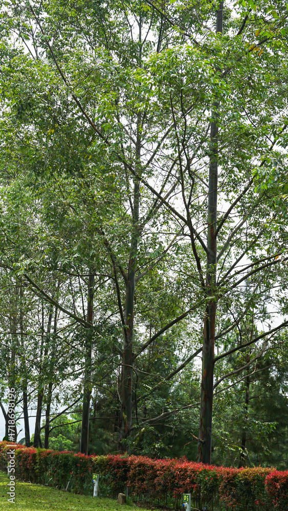 Fototapeta premium Tree Leaves on Branch – Natural Foliage, Botanical Detail, Greenery Background and Eco Nature Concept
