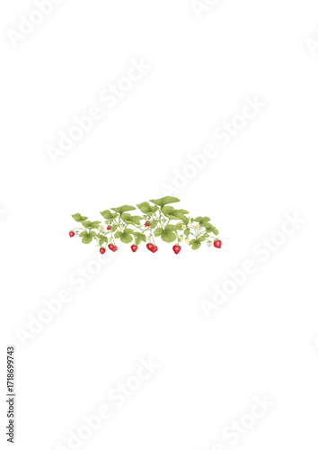 Red Strawberry Branch with Berries.ai