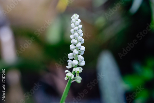 Selective Focus Macro of a White Lilyturf (Liriope Muscari) Flower