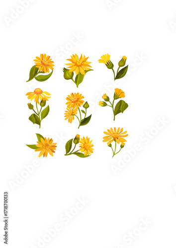 Arnica Flower Head - Yellow & Orange.ai