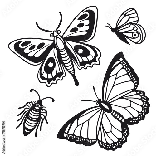 Black and White Butterfly and Insect Silhouettes moth