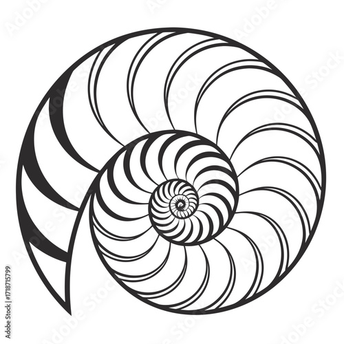 Black And White Nautilus Shell Spiral Cross Section Keywords: nautilus, shell, spiral, pattern