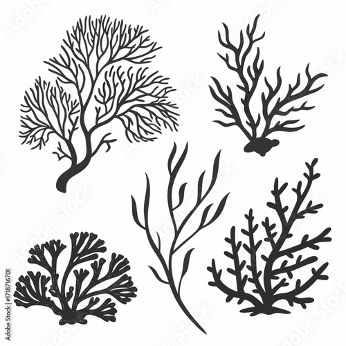 Black Silhouettes of Various Seaweed and Coral Forms