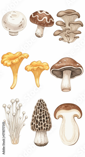 Watercolor mushroom illustrations featuring various edible varieties, perfect for culinary or botanical projects